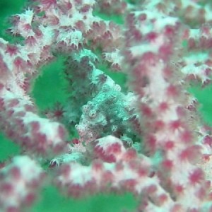 Pigmy_seahorse