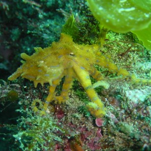 Blue ring octopus