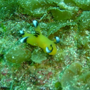 Pikachu Nudibranch