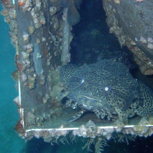 Toadfish in Hovercraft, Panama City