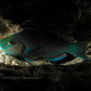 Parrotfish Sleeping in Crevice