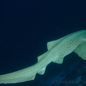 Zebra Shark, Palau