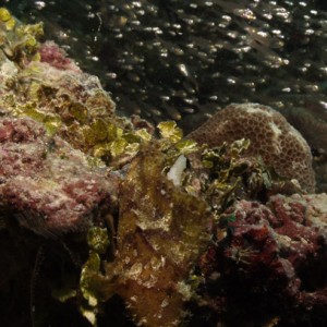 Leaf Scorpionfish Ambush