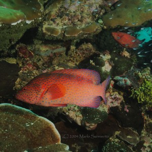 Coral Groupers Palau