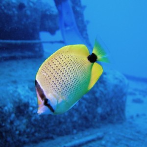 Milletseed Butterflyfish