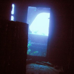 Sea Tiger door