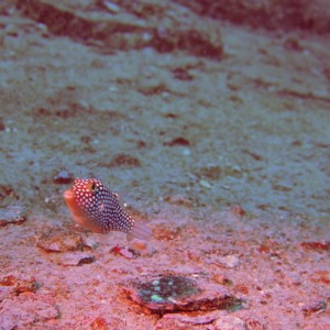 Hawaiian Whitespotted Toby