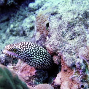 Spotted Moray Eel