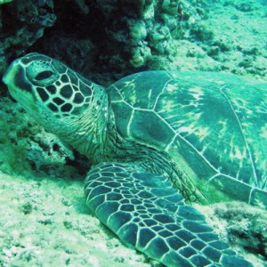 Green Sea Turtle