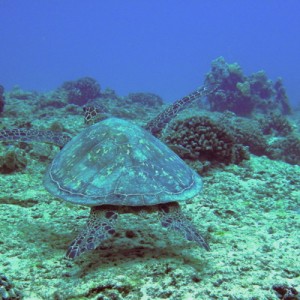 Adios, Green Sea Turtle