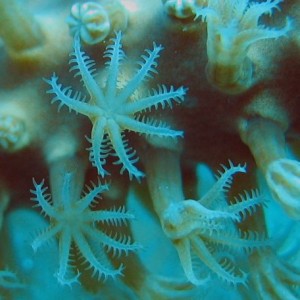 Octocoral Polyps