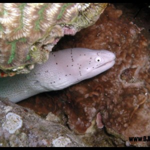 Morey eel