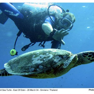 Lee & Hawksbill Sea Turtle