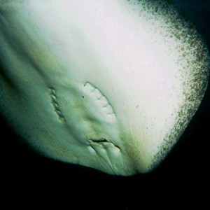 Marbled ray_ventral