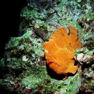 Orange frogfish - Cocos