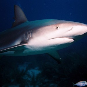 reef shark - French Cay