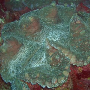 Giant Clam