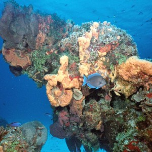 Cozumel Reef and Blue Tang