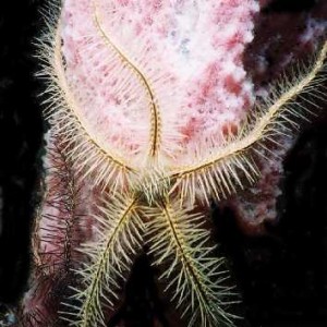 Brittle Star and Sponge