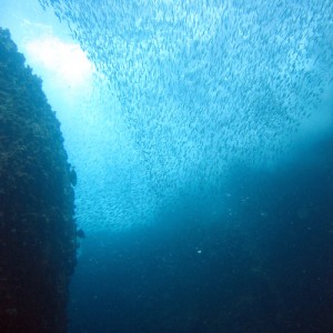 Fish in Canyon