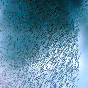 School of Fish