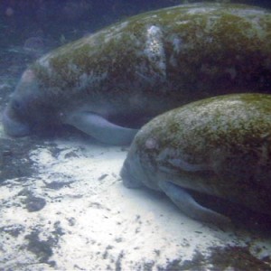 Mother and calf