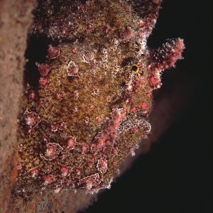 Antennar (Frogfish)