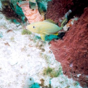 LL15 - Bluestriped Grunt