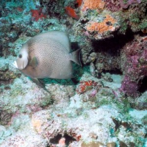 LL17 - Gray Edenfish