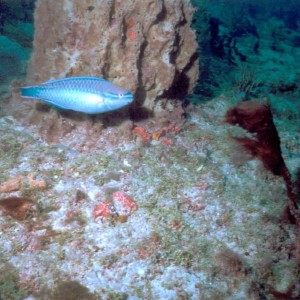 LL18 - Sarah Parrotfish