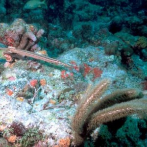 LL19 - Trumpetfish