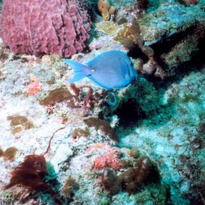 LL20 - Blue Tang