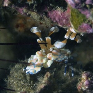 Harlequin-Shrimp