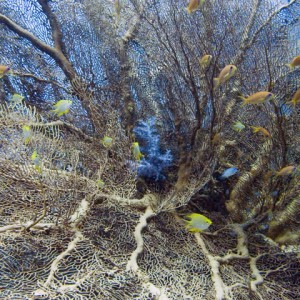 Knotted-Gorgonian