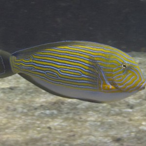 Lined-Surgeonfish