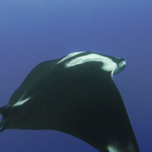 Manta-Ray-2