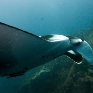 Manta-Ray-4