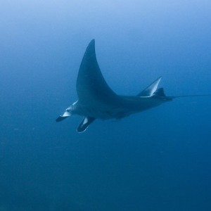 Manta-Ray-10