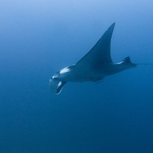 Manta-Ray-11