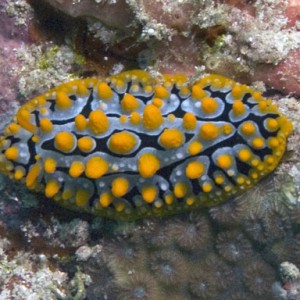 Nudibranch