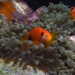 Clownfish