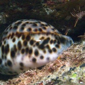 Tiger-Cowrie