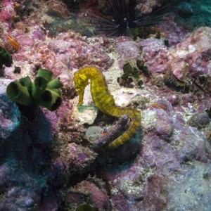 Tigertail-Seahorse