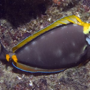 Unicornfish