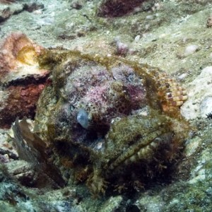 Bearded-Scorpionfish