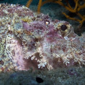 Bearded-Scorpionfish