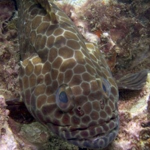 Grouper 4