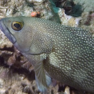 Grouper