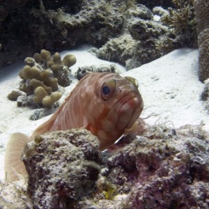 Grouper