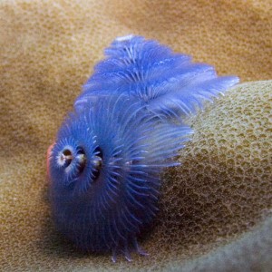 Christmas-Tree-Worm